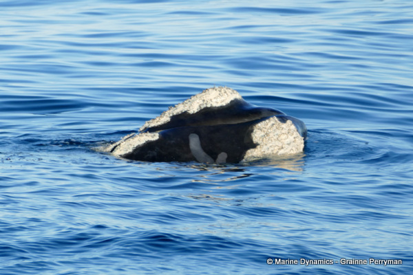 Southern right whale, South Afrcia